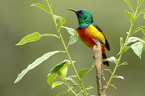 Regal sunbird